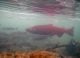 Yukon Salmon Struggles Continue