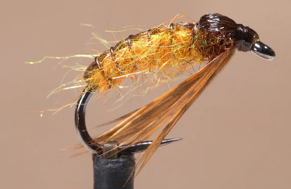 Whip End Wednesday: October Caddis Pupa