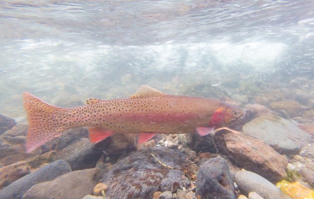 Volunteer Anglers Conserving Yellowstone Cutthroat