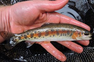 Targeting Wild Vs Stocked Trout
