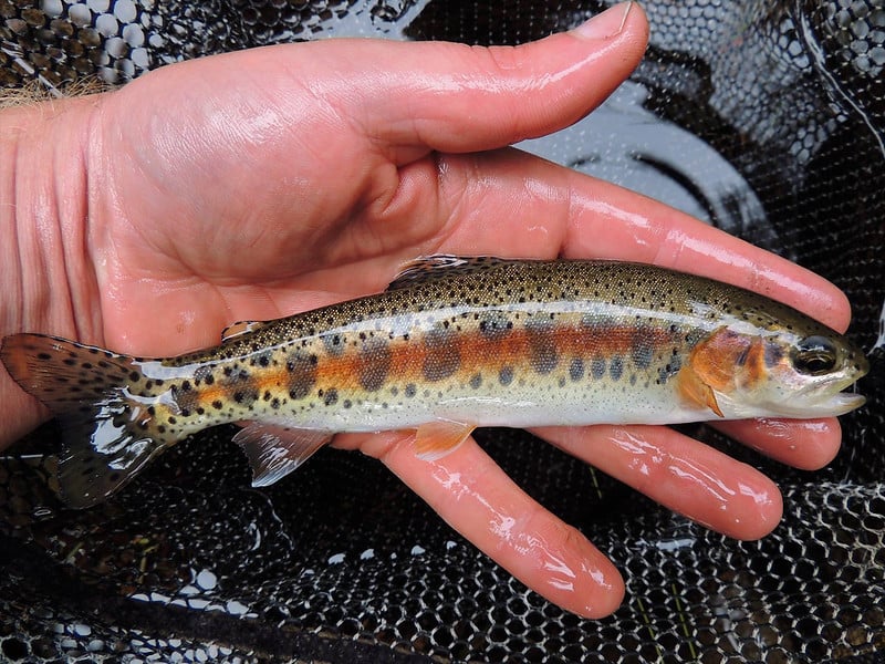A “New” Redband Trout | MidCurrent