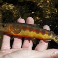 Update on Wyoming's Golden Trout Record