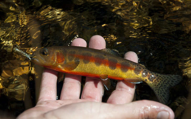 Replace on Wyoming’s Golden Trout Report