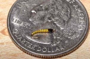 How to Tie a Simple Midge Larva