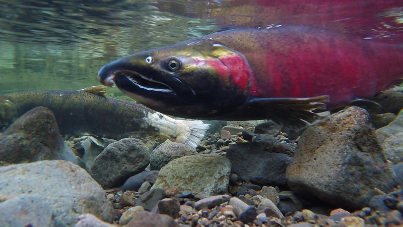 Juvenile Salmon Noticed on Cedar Creek