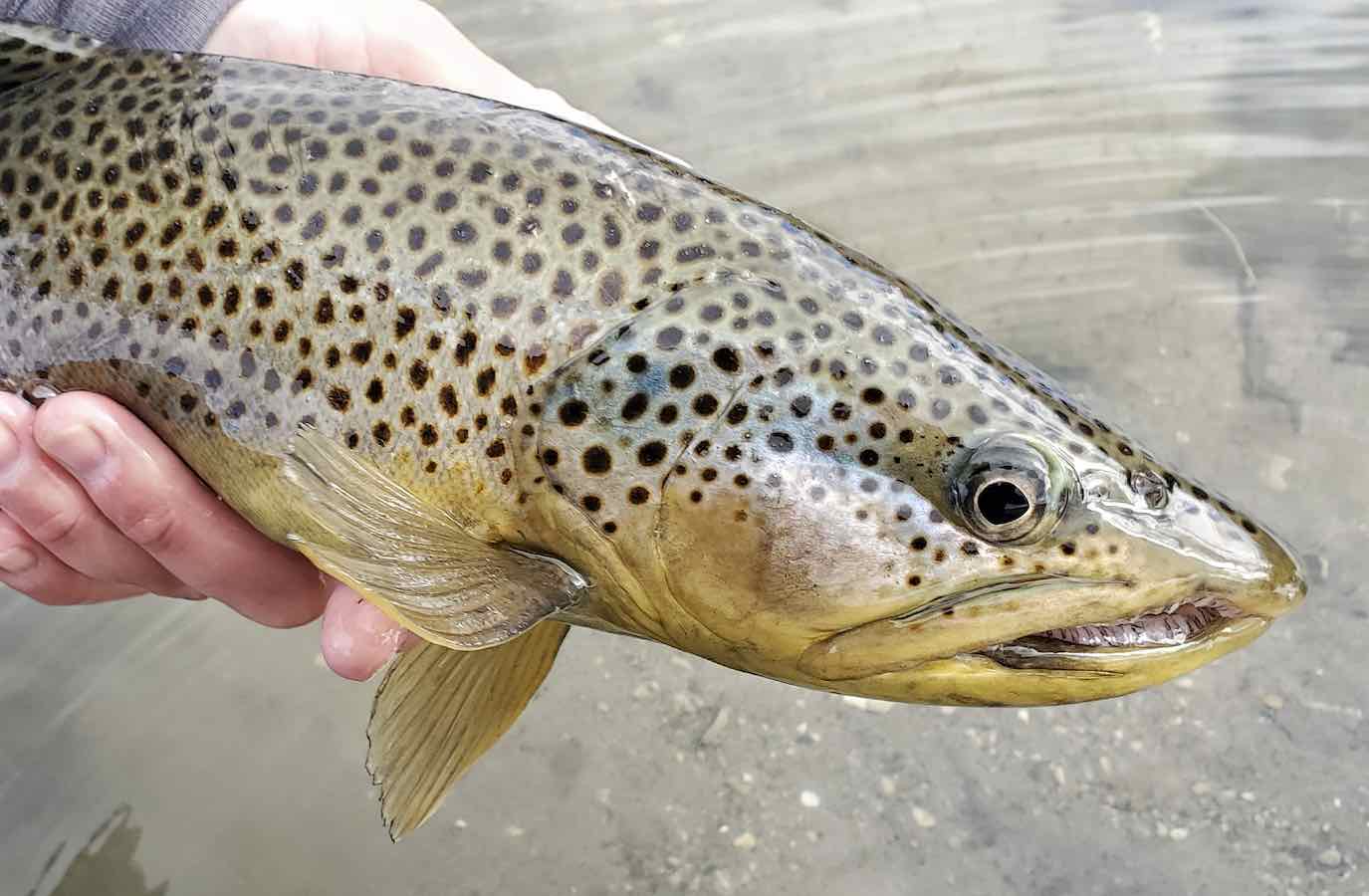 Brown Trout Deep Water Fishing