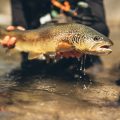 An Update on Marble Trout
