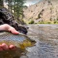 Trout Develop Distinct Genes in Mine-Polluted Rivers