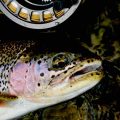 Just Around the Corner: Early Season Dry Fly Fishing in Montana