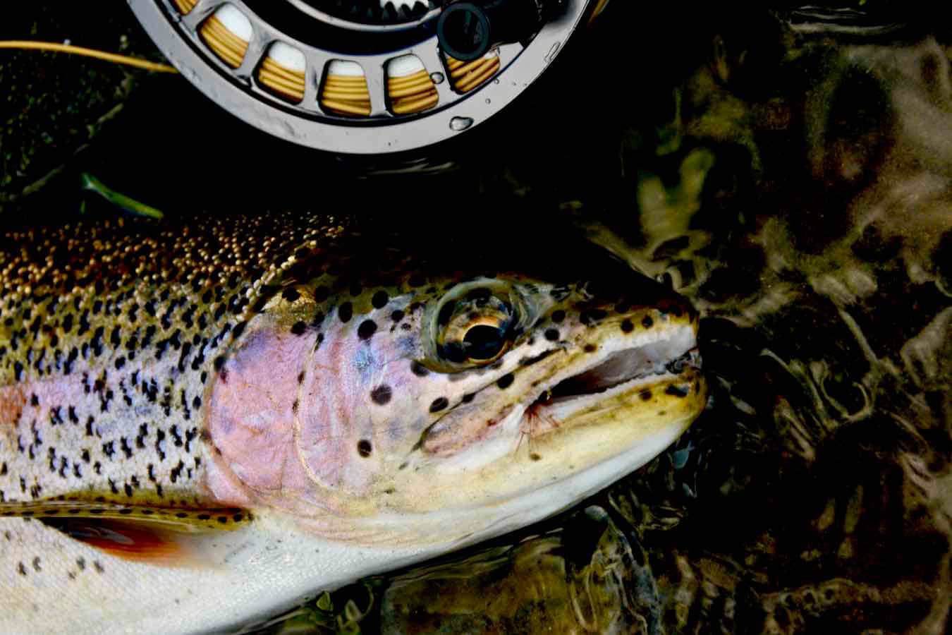 Just Around the Corner: Early Season Dry Fly Fishing in Montana