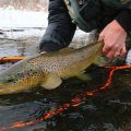 Micro-Managing: How to Fish a Winter Midge Hatch