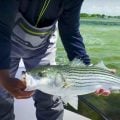 Chesapeake Bay Striped Bass Population Down Again