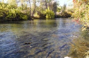 California Salmon in Trouble