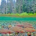 Restoring Native Trout: We Haven't Taken it Far Enough