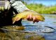 Setting the Hook and Fighting Fish: Fly Fishing Lesson for Beginners