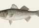 Chocklett's Tips for Freshwater Striped Bass