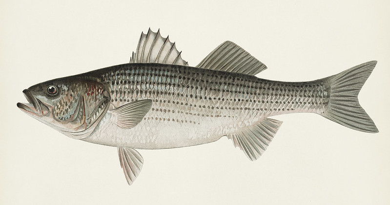 Chocklett's Tips for Freshwater Striped Bass