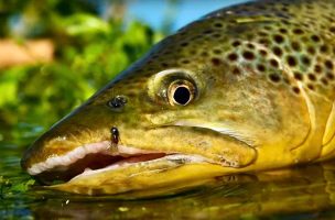 Core Principles of Trout Stream Fly Fishing