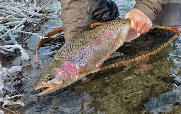 The Best Techniques for Early Season Trout