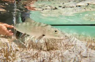 Fly Fishing the Florida Keys with Capt Chris Wilson