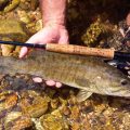 Ask MidCurrent: Best Catch-and-Release Practices