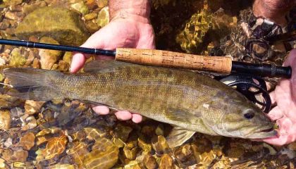 Ask MidCurrent: Best Catch-and-Release Practices