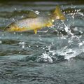 Code Breaker Angler: Airborne Trout Crushing Dry Flies in the Rain