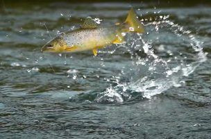 Code Breaker Angler: Airborne Trout Crushing Dry Flies in the Rain