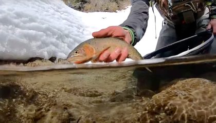 Late Spring Fly Fishing Snowshoe Adventure