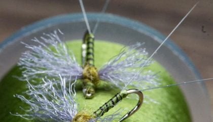How to Fish a Blue-Wing Olive Hatch