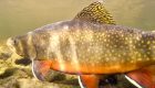 The Underwater World of Brook Trout