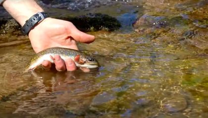 Wild Brook Trout in the Catskill Mountains