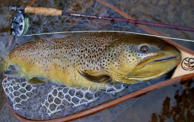 Fishing High Water for Trout