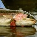 Fly Fishing Tactics in Changing Conditions