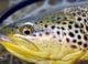 Trout Develop Distinct Genes in Mine-Polluted Rivers