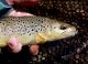 Brown Trout 101