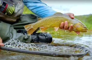 USFWS All-In on Fish Passage