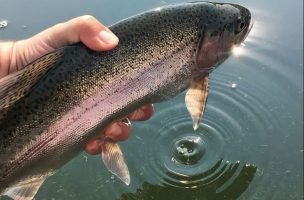 How to Catch Still-Water Trout