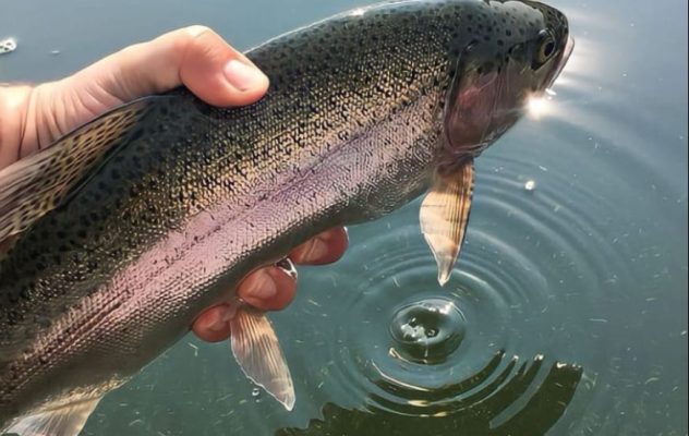 How to Catch Still-Water Trout