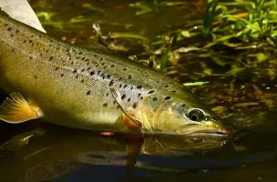 Rising Brown Trout, Willow Grubs, and Mayflies