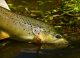 Rising Brown Trout, Willow Grubs, and Mayflies