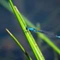 "Damselfly Days"