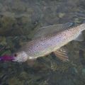 Ask MidCurrent: Fly Fishing Gear for The Last Frontier