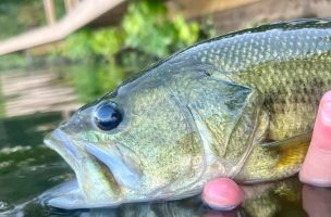 Ask MidCurrent: Best Bass Flies