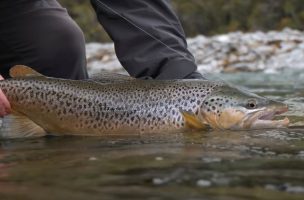 New Zealand Rainbows and Browns