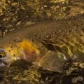 Pick a Lane: How to Choose Your Dry Fly Drift