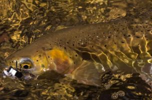 Pick a Lane: How to Choose Your Dry Fly Drift