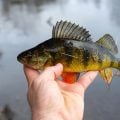 Forever Chemicals in Fish: Don't Panic About Eating Freshwater Fish.