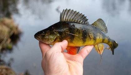 Forever Chemicals in Fish: Don't Panic About Eating Freshwater Fish.