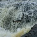Norway Bans Salmon Fishing on 33 Rivers